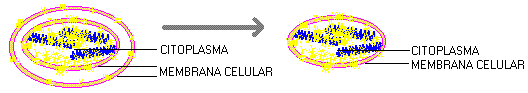 Origen de la vida - El h&aacute;bito celular