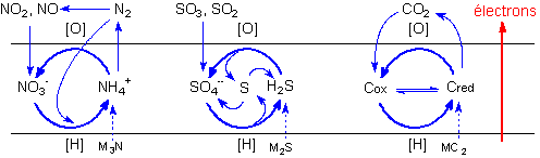 Cycles g�ochimiques des &eacute;lements biog&eacute;niques