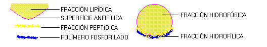H&aacute;bito flocular - Origen de las c&eacute;lulas
