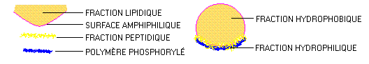 Habit floculaire - Origine des cellules