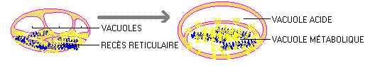Habit r�ticulaire - Origine des cellules